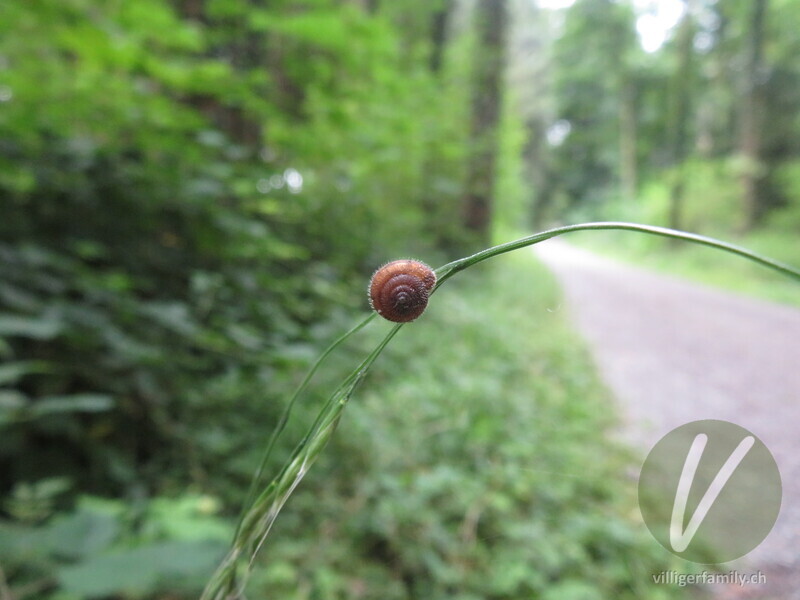 Seiden-Haarschnecke: Übersicht